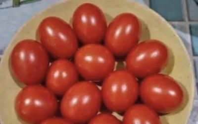 Test della vista!! Conta i pomodori: sono 12 o 13???