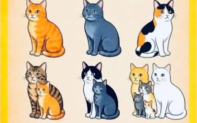 Hai visto le chat combinate? 🐱👀