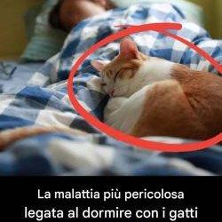 Dormire con il gatto: dolce compagnia o rischio per la salute?
