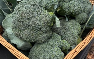 I medici rivelano che mangiare broccoli provoca…