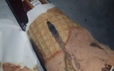 Oggi mia figlia ha aperto il suo gelato al cioccolato preferito